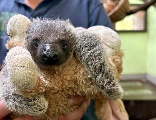 Luiaard nakomelingen in de dierentuin van Nordhorn